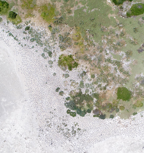 A real-life crested tern colony. Image: Jarrod Hodgson
